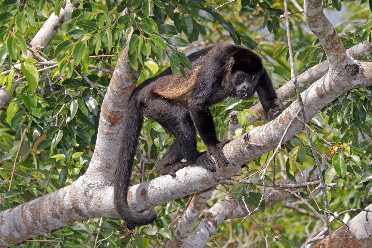 Khỉ rú áo choàng (Alouatta palliata) dài 48-68 cm, sống ở Trung Mỹ và phía Bắc của Nam Mỹ. Chúng được đặt tên như vậy vì có vệt lông dài sáng màu như hai vạt áo ở bên sườn.