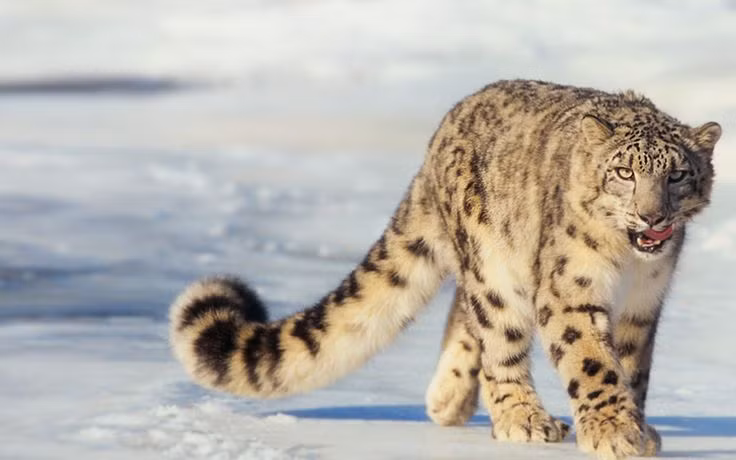 5. Báo tuyết (Panthera uncia) là loài vật họ mèo nổi tiếng, sống ở độ cao 3.350-6.700 mét tại các dãy núi ở Trung Á. Theo một báo cáo được công bố vào năm 2003, quần thể sinh sản của chúng có ít hơn 2.500 cá thể.