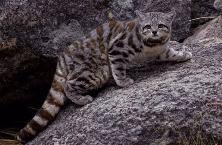 3. Mèo núi Andes (Leopardus jacobitus) sống ở độ cao 3.500-4.800 mét ở dãy núi Andes thuộc Bolivia, Peru, Chile và Argentina. Đây là một trong những loài mèo khó quan sát nhất nhất và hiếm nhất trên thế giới.