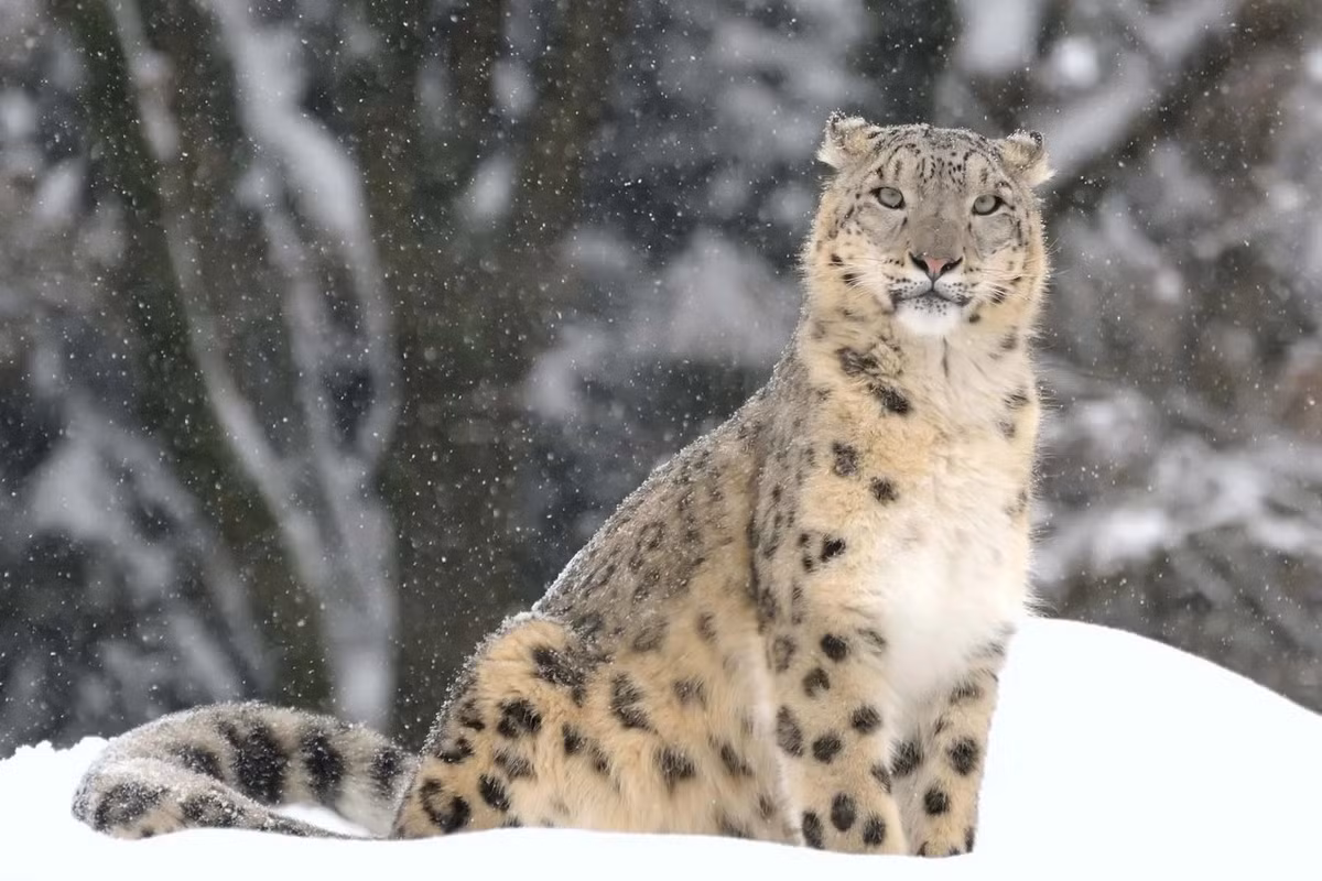  Báo tuyết (Panthera uncia). Kích thước: Thân dài 75–150 cm, nặng 27–54 kg. Khu vực phân bố: Các dãy núi cao ở Nam Á và Trung Á. Tình trạng bảo tồn trong Sách Đỏ IUCN: Sắp nguy cấp. Ảnh: Encyclopedia Britannica.