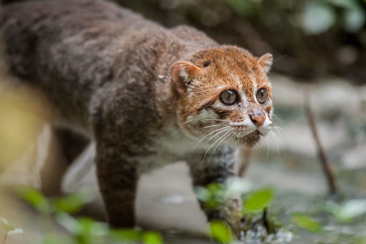  Mèo đầu phẳng (Prionailurus planiceps). Kích thước: Thân dài 41-50 cm, nặng 1,5-2,5 kg. Khu vực phân bố: Các khu rừng mưa nhiệt đới vùng đất thấp ở cực Nam Thái Lan, bán đảo Mã Lai, đảo Sumatra và Borneo.. Tình trạng bảo tồn trong Sách Đỏ IUCN: Nguy cấp. Ảnh: Rainforest Action Network.