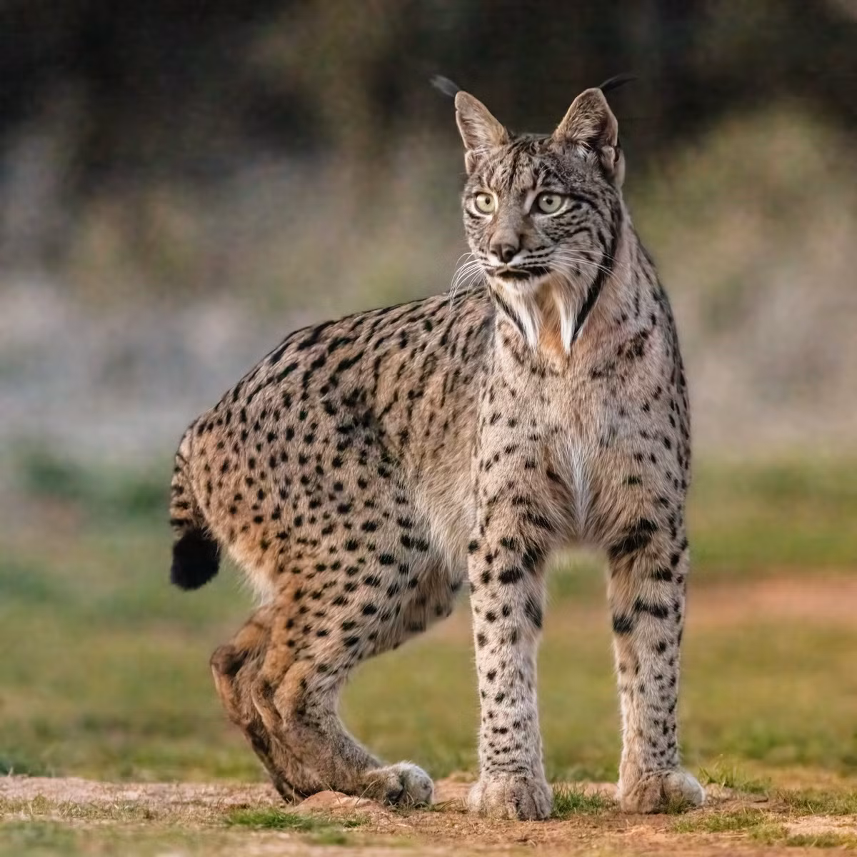 Là một trong bốn loài thuộc chi Linh miêu (Lynx) trong họ Mèo, linh miêu Iberia (Lynx pardinus) được coi là loài mèo hoang dã đang ở trong tình trạng nguy cấp nhất thế giới. Ảnh: Wikipedia.