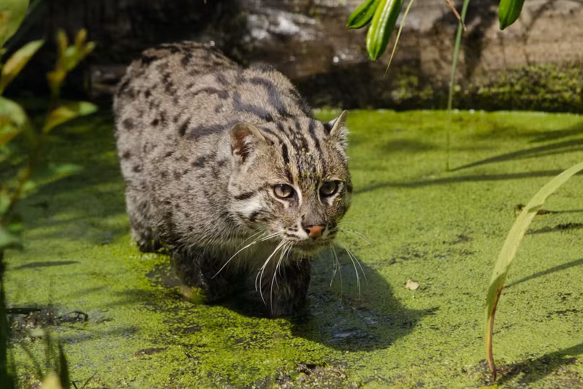  Mèo cá (Felis viverrinus). Kích thước: Thân dài 60-85 cm, nặng 8-11 kg. Khu vực phân bố: Chủ yếu ghi nhận ở các tỉnh thành phía Nam. Tình trạng bảo tồn trong Sách Đỏ Việt Nam: Nguy cấp. Ảnh: The Conversation.