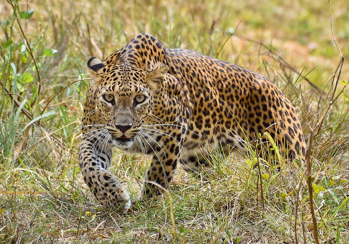  Báo hoa mai (Panthera pardus). Kích thước: Thân dài 97-140 cm, nặng 50-77 kg. Khu vực phân bố: Các vùng rừng núi trong toàn quốc, nhưng số lượng rất ít. Tình trạng bảo tồn: Cực kỳ nguy cấp. Ảnh: Wikipedia.