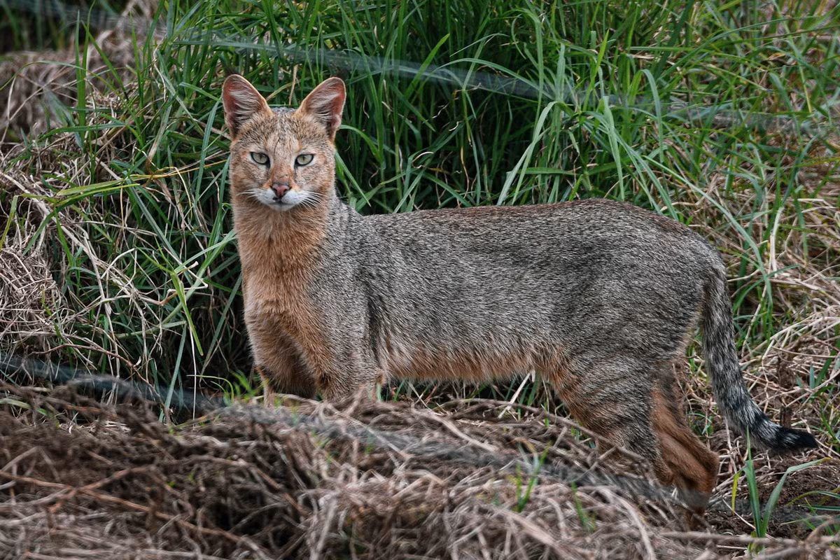  Mèo ri (Felis chaus). Kích thước: Thân dài 59-76 cm, nặng 7-16 kg. Khu vực phân bố: Đã thu mẫu ở Tây Ninh và Gia Lai, chưa xác định được đầy đủ vùng phân bố. Tình trạng bảo tồn trong Sách Đỏ Việt Nam: Thiếu dữ liệu. Ảnh: iNaturalist UK.