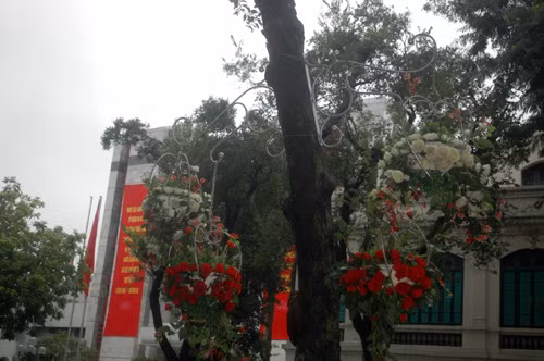 Những gốc cây bên bờ hồ Hoàn Kiếm, Hà Nội