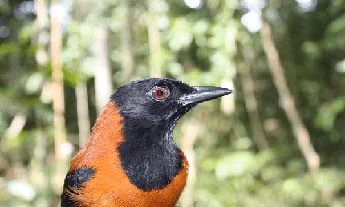 Chim Pitohuis. Loài chim này sống chủ yếu ở New Guinea, thức ăn chủ yếu là những loài sâu bọ, ếch nhái... có độc. Chính điều này đã biến pitohui thành loài chim có độc. Chất độc của chúng có tên là neurotoxin alkaloid phân bố ở khắp lông và da. Nếu chạm vào chim pitohui, chắc chắn bạn sẽ bị tê và đau nhói như thể da đang bị cháy.