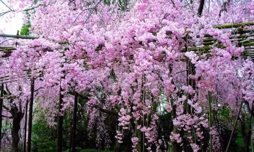 Hoa lan tỏi. Hoa lan tỏi là cây thân leo, hoa màu tím, thường được trồng trên cổng nhà.