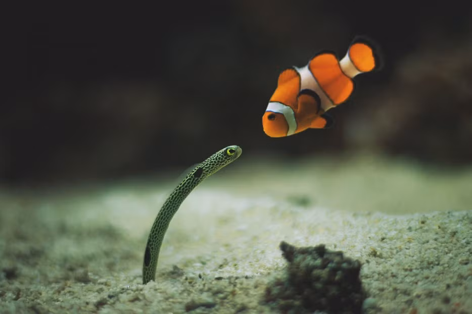 Dường như đang ngập ngừng trao nhau nụ hôn đầu.