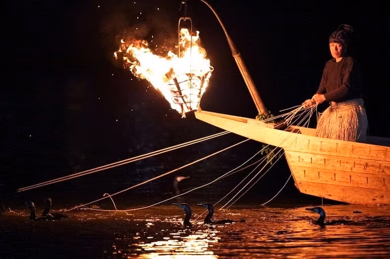 Để đánh bắt bằng cách này, mỗi thuyền có một ngọn lửa lớn treo ở phía trước, một người cầm dây điều khiển khoảng 10 con chim cốc xông xáo đi bắt cá trong ánh hoàng hôn.