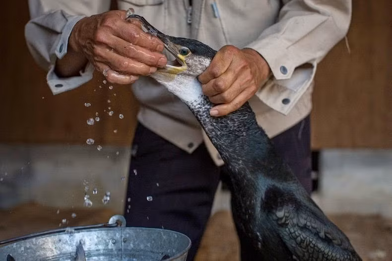 Sau khi đầy cá trong mỏ, ngư dân đưa chim cốc lên bờ và móc ra những con cá từ trong mỏ của chúng.