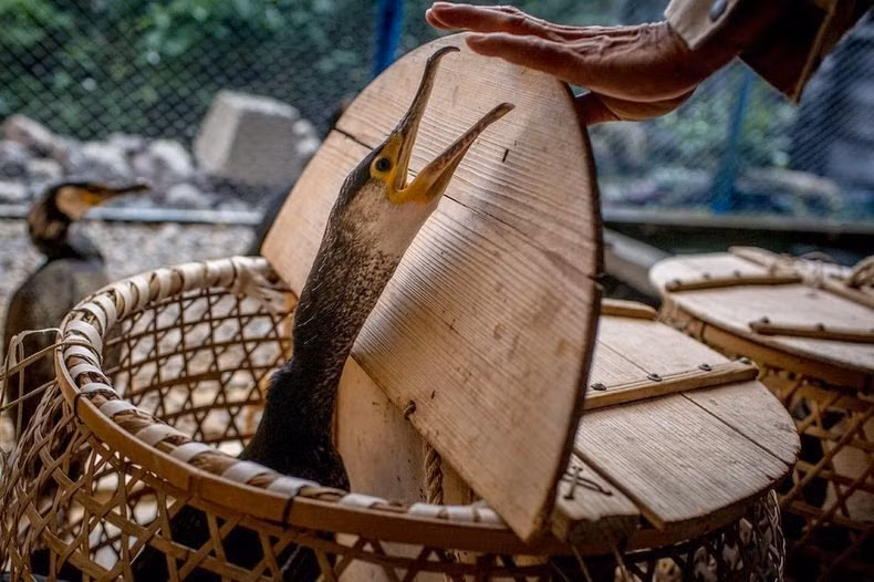 Chim cốc sở hữu chiếc mỏ vừa to vừa dài nên có thể đựng cá săn được ngay trong mỏ. Ngoài ra, ngư dân còn khéo léo chặn lấy một phần cổ chim nên chúng chỉ có thể nuốt được những con cá nhỏ. Cùng lúc, chim cốc có thể giữ 6 con cá trong mỏ mình.