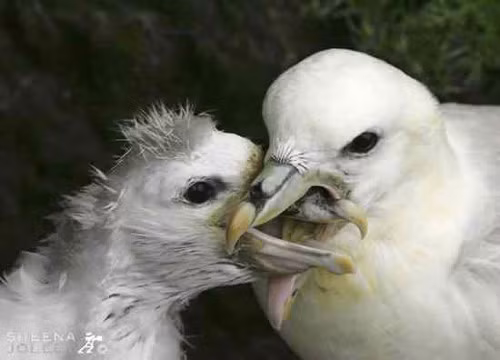 Hải âu Fumma. Đây là loài chim biển có họ hàng với loài hải âu thông thường. Mỗi khi bị kẻ thù đe dọa, nó sẽ phóng ra một loại chất dịch màu cam sáng được “sản xuất” từ hệ thống tiêu hóa. Chất lỏng này không chỉ có mùi hôi mà còn làm kẻ địch giật mình. Ngay cả hải âu Fumma con từ khi mới sinh ra đã có “trò chơi súng phun nước” nguy hiểm này.