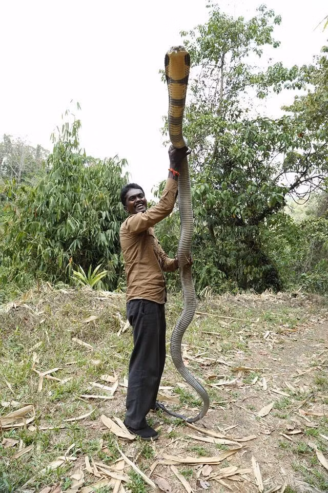 Anh đang thả con rắn hổ mang khổng lồ về với thiên nhiên. Tuy đứng cạnh loài bò sát nguy hiểm này nhưng anh vẫn có thể tươi cười thoải mái.