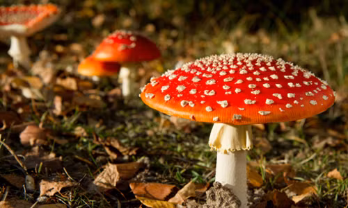  Nấm kết nối với não. Hoạt chất psilocybin trong nấm ma thuật được biết đến với đặc tính tạo cảm giác cường tráng, hưng phấn, thậm chí thay đổi nhận thức.