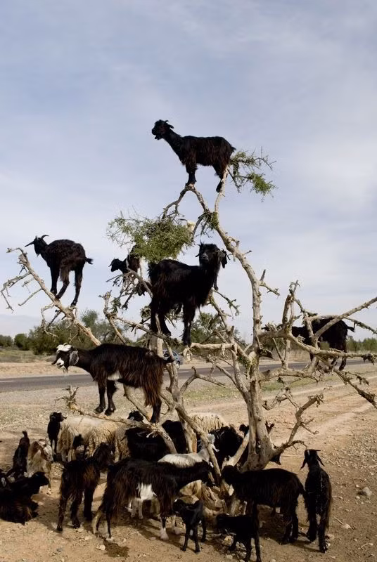 Có vẻ như cây argan này đã bị đàn dê “tỉa” đến những chiếc lá cuối cùng.
