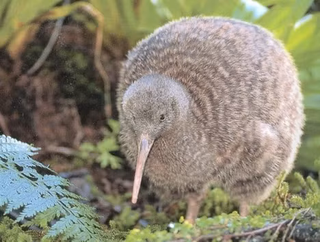 Kiwi cũng là một loài chim không biết bay với kích thước nhỏ bé, tập tính “1 vợ 1 chồng” suốt đời và số lượng cá thể nhỏ đến mức đáng lo ngại.
