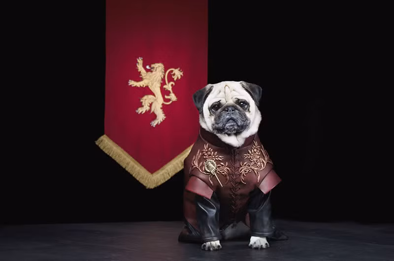 Anh chàng Tyrion Lannister.