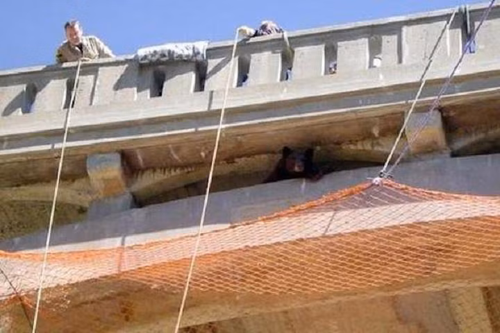 Nhiều người leo núi và chăm sóc cây cũng đến giúp đỡ đội cứu hộ chăng lưới và kéo ròng rọc. Tiếp theo, họ gây mê con gấu và đẩy nó rơi xuống tấm lưới.