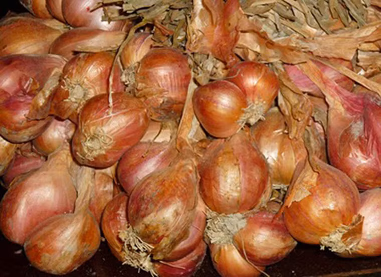 Hành tỏi Kinh Môn. Như một món quà trời phú, hành tỏi trồng ở Kinh Môn thường có củ to, mẩy và mùi thơm “ăn đứt” các giống hành khác được trồng ở miền Bắc. Ngay cả được trồng cùng loại giống và chế độ chăm sóc như nhau nhưng nếu được trồng ngoài Kinh Môn, hành tỏi khó có thể có mùi thơm như vậy.