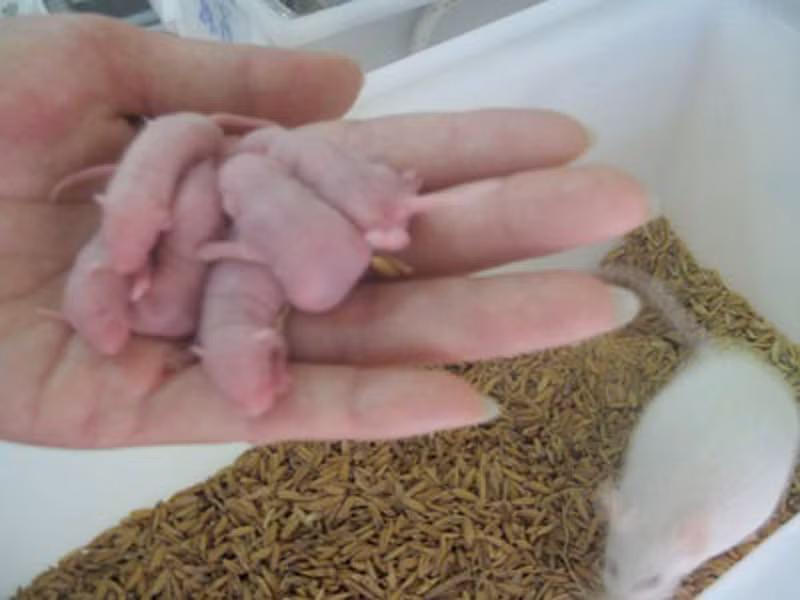 Đợi đến khi chuột đẻ con, người nuôi chọn lấy những con khỏe mạnh nhất nuôi riêng theo các thức tương tự để sinh ra đàn chuột mới song lớp chuột này vẫn chưa được sử dụng.