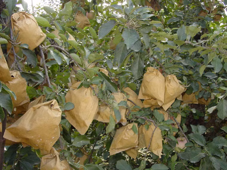 Năm 2012, người tiêu dùng Việt Nam từng chấn động với thông tin táo Trung Quốc xuất sang nước ta được bọc từ lúc đến lúc chín bằng loại túi tẩm thuốc trừ sâu độc hại. Để giữ an toàn cho mình, người dân trồng táo khi buộc túi đều phải dùng găng tay và khẩu trang để tránh bị ngộ độc.