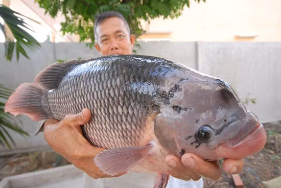 Còn anh Nguyễn Văn Khởi ở xã Tân Thanh huyện Thới Lai, TP. Cần Thơ cũng từng đánh bắt được con cá tai tượng nặng 15kg.