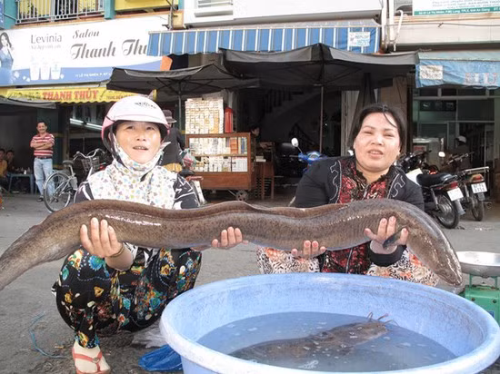 Còn đây là con cá chình dài 1,6m, cân nặng 11 kg được một ngư dân ở tỉnh An Giang đặt đú bắt trên sông Hậu, thuộc địa phận huyện Chợ Mới, tỉnh An Giang. Con cá này được một người dân ở TP Rạch Giá (Kiên Giang) mua khi còn sống, với giá 4 triệu đồng. Trước đó, cũng tại địa phương này, ngư dân đã bắt được 2 con cá chình nặng 8,5 và 10,5 kg.