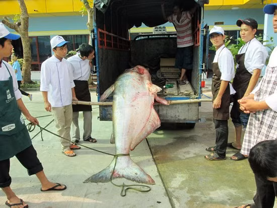 Một ngư dân Campuchia đánh bắt được con cá tra dầu nặng đến 247 kg ở vùng biển Biển Hồ mang sang Việt Nam bán. Đây được xem là con cá tra lớn nhất từ trước đến nay.