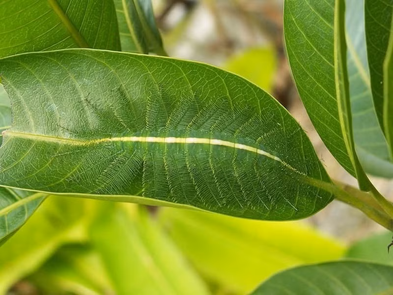 Sâu bướm Baron ngụy trang giả dạng gân lá