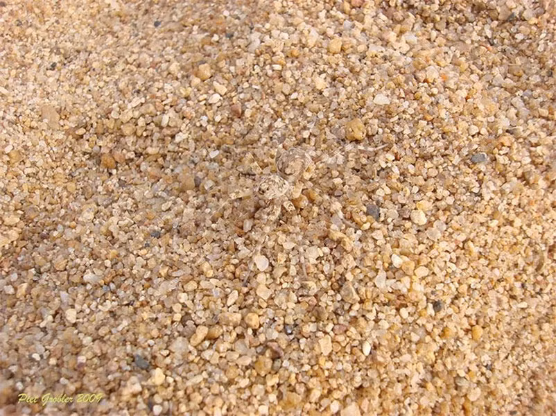 Nhện độc sa mạc.