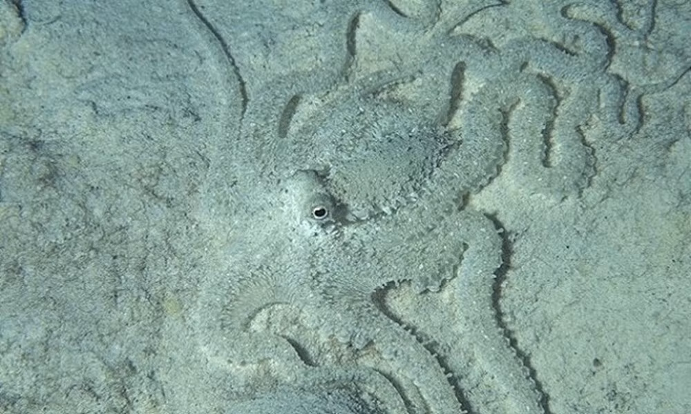 Bạch tuộc Indonesia