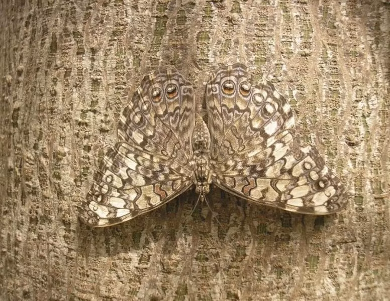Bướm