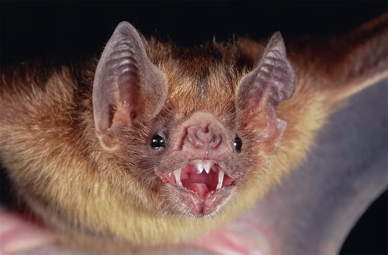 Dơi quỷ thông thường (Desmodus rotundus).