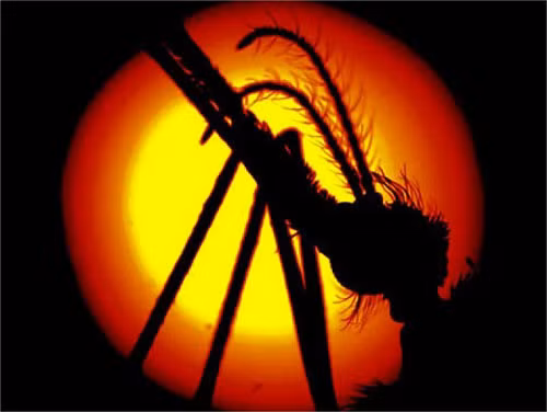 Muỗi là một nhóm sinh vật thuộc lớp côn trùng hợp thành họ Culicidae, bộ hai cánh (Diptera). Chúng có một đôi cánh vảy, một đôi cánh cứng, thân mỏng, các chân dài. Muỗi đực hút nhựa cây và hoa quả để sống, muỗi cái hút thêm máu người và động vật.