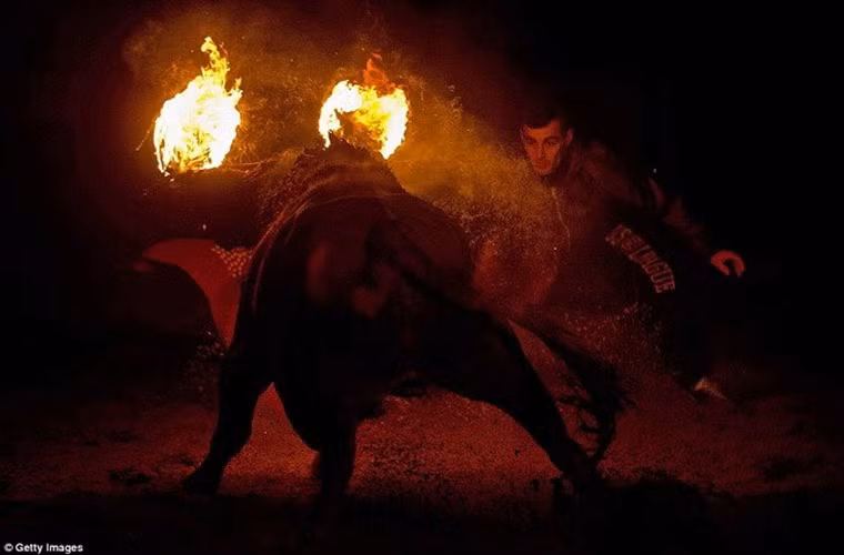 Lễ hội “Toro de Jubilo” là một trong những lễ hội văn hóa đặc trưng của ngôi làng Medinaceli ở đông bắc thủ đô Madrid, Tây Ban Nha.