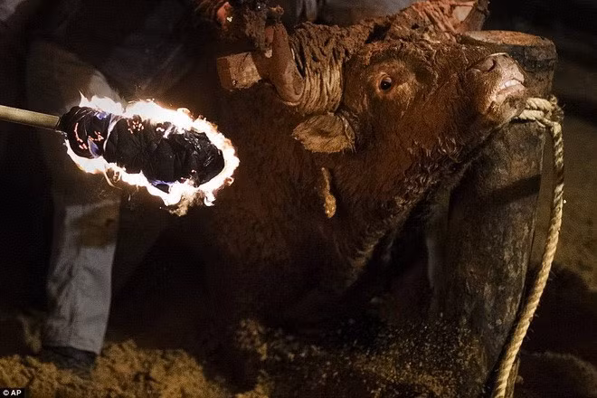Chú bò tót đáng thương không thể chống cự.