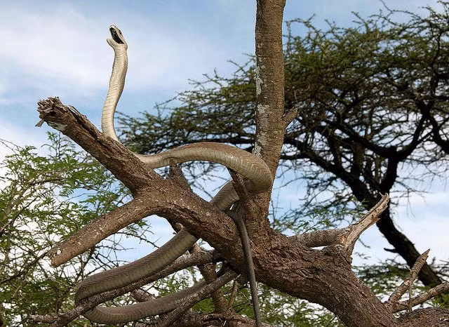Cảnh tượng một con Mamba đen trên cây.