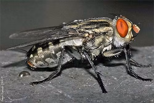 Ruồi trâu là loài côn trùng kí sinh chân khớp, bộ hai cánh, họ ruồi trâu (Tabanidae). Ở Việt Nam đã phát hiện hơn 80 loài ruồi trâu, trong đó loài phổ biến nhất kí sinh ở vật nuôi là Tabanus rubidus.