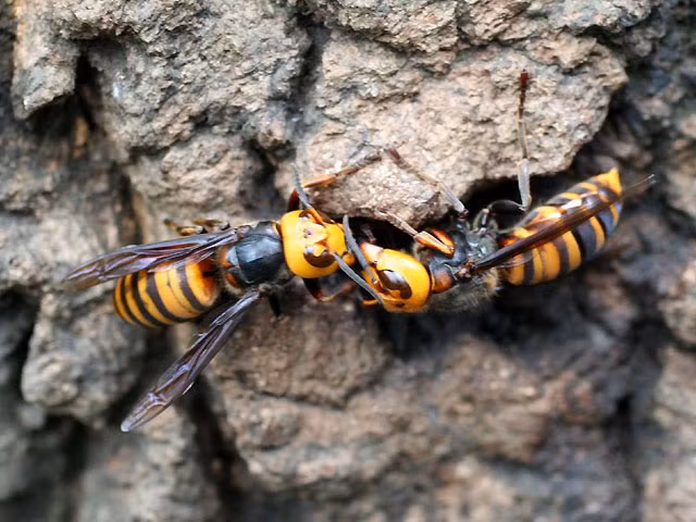 12. Ong bắp cày khổng lồ Nhật Bản hay ong bắp cày châu Á (Japanese Giant Hornet or Asian Hornet): Những con ong bắp cày khổng lồ dài tới 75mm và có vết cắn đau đớn hơn bất kỳ loài côn trùng đốt chích khác. Trung bình hàng năm có trên 40 người chết do loài ong này đốt. Nó trở thành loài vật nguy hiểm nhất tại Nhật Bản, giết người nhiều hơn bất kỳ loài động vật hoang dã nào khác ở nước Nhật.