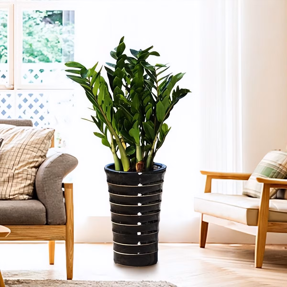  Cây kim tiền có tên khoa học là Zamioculcas zamifollia, hay người ta còn gọi là cây kim phát tài, thuộc cây cảnh họ thiên nam tinh, là loại cây dễ chùm, sống lâu năm, xanh tốt.