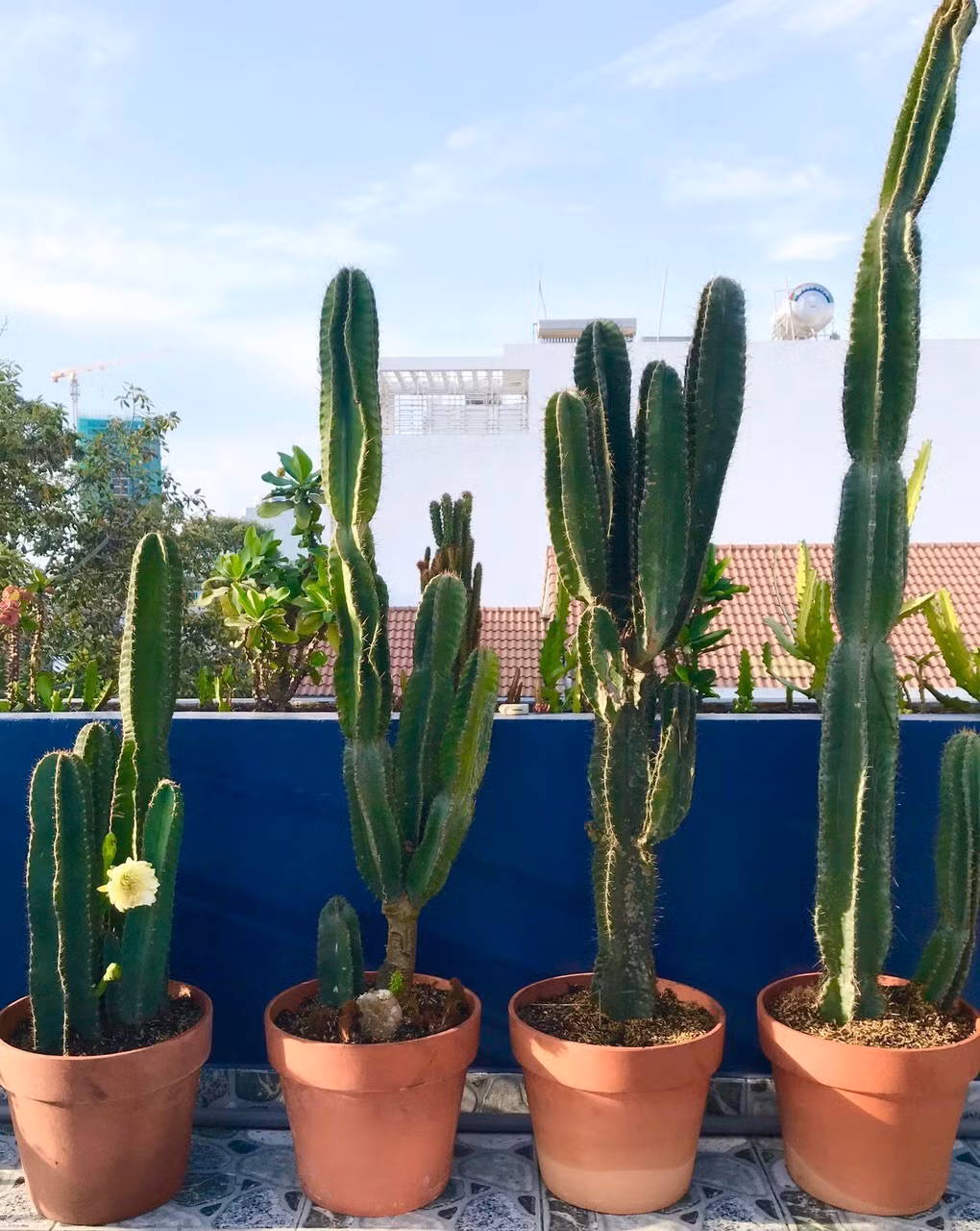 Đôi khi, xương rồng nở hoa được coi là điềm lành vì hoa mang năng lượng tốt nhưng không đủ sức để át đi năng lượng tiêu cực của những chiếc gai nhọn.
