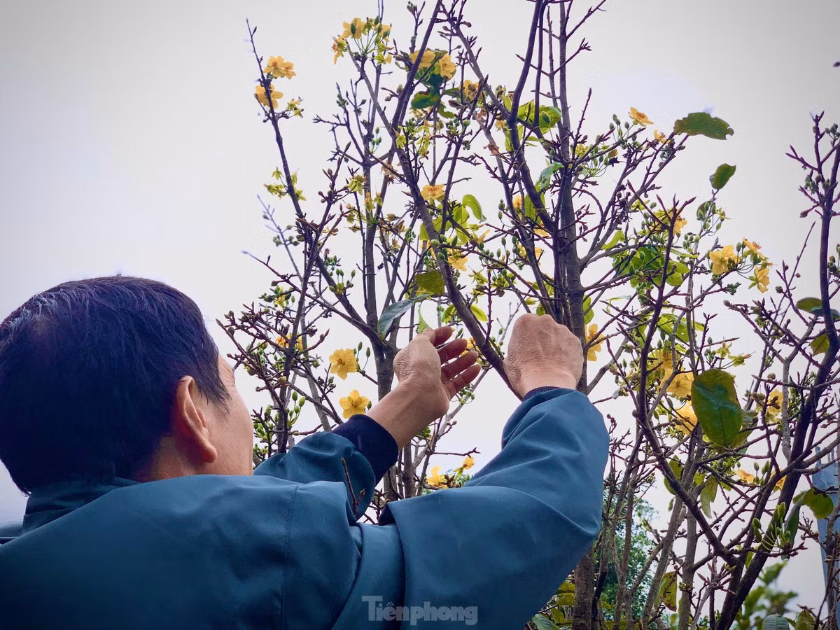 Nguoi dan thap thom vi hoa mai no truoc Tet ca thang-Hinh-5