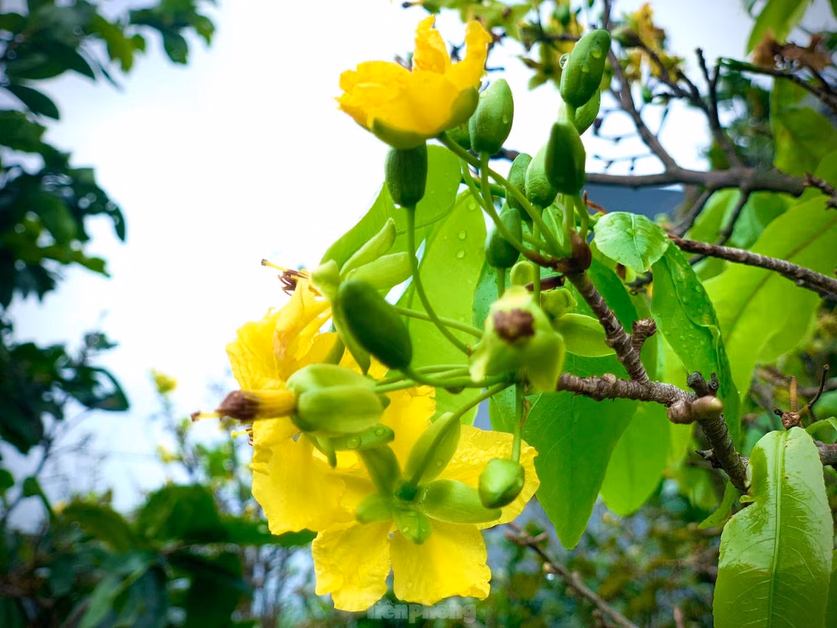 Nguoi dan thap thom vi hoa mai no truoc Tet ca thang-Hinh-2