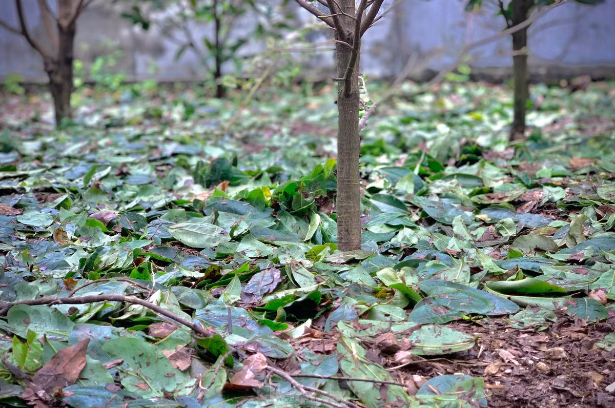 Nguoi dan thap thom vi hoa mai no truoc Tet ca thang-Hinh-9