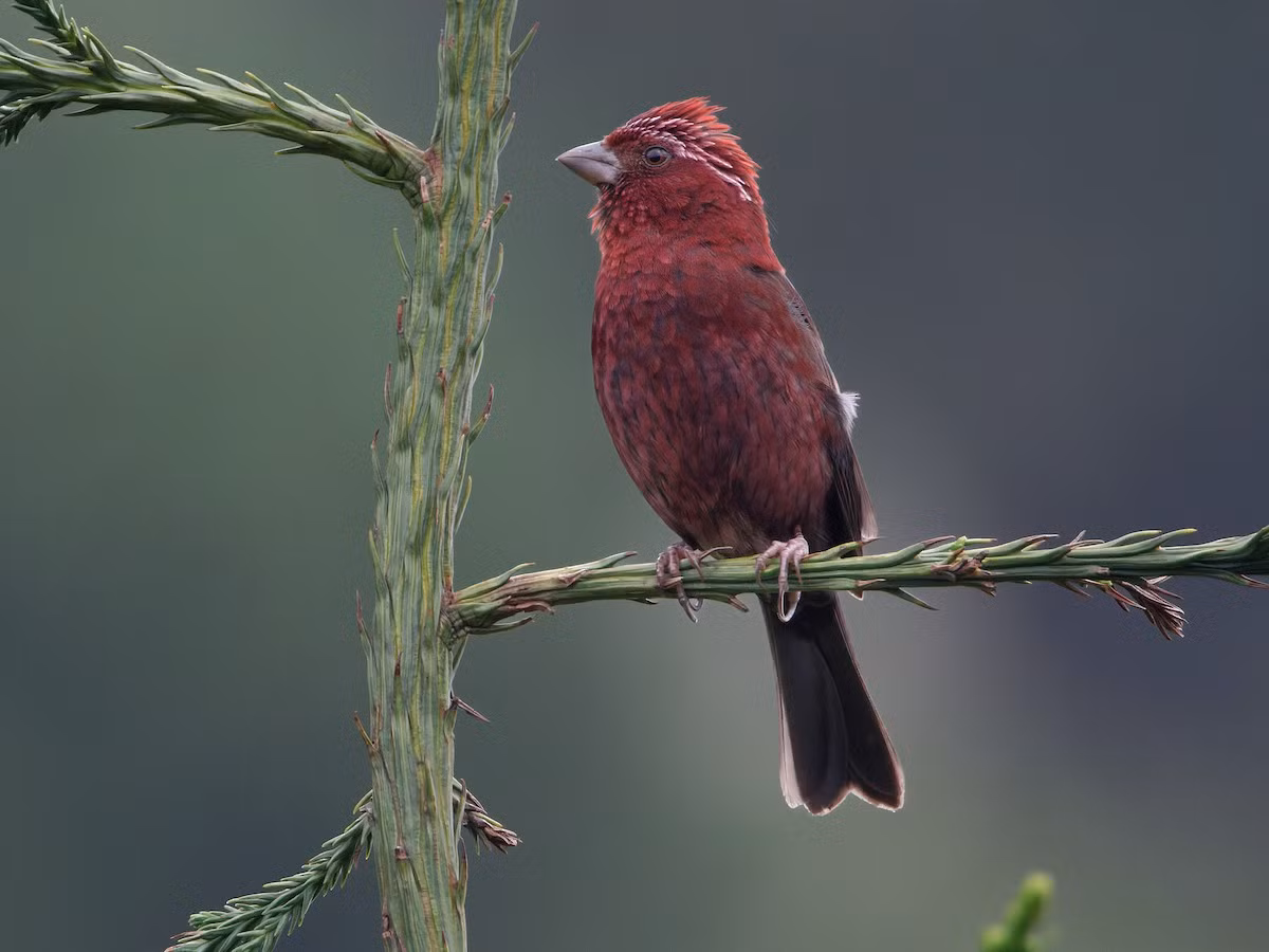 Nằm trong họ Sẻ thông (Fringillidae), sẻ hồng Fansipan (Carpodacus vinaceus) là loài chim mới được ghi nhận ở Việt Nam vào năm 2017. Ảnh: eBird.