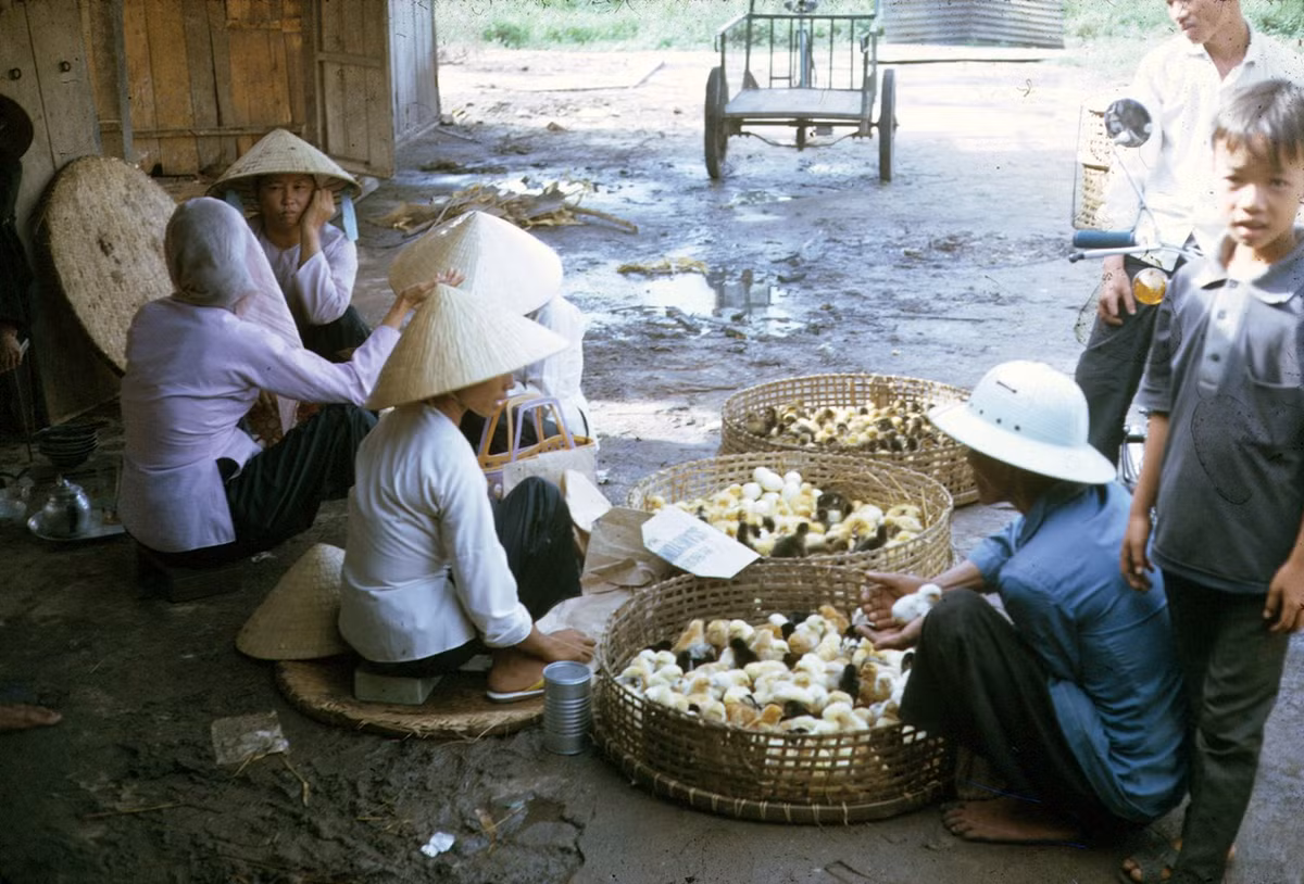 Quầy bán vịt con tại một khu chợ ở Vũng Tàu. Ảnh: Morescans.