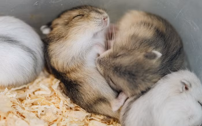Bạn nên nhớ, nếu như làm phiền chúng thường xuyên trong lúc ngủ có thể khiến những chú Hamster bị rơi vào trạng thái căng thẳng, lo âu, lâu dần sẽ gây stress không khác gì con người.
