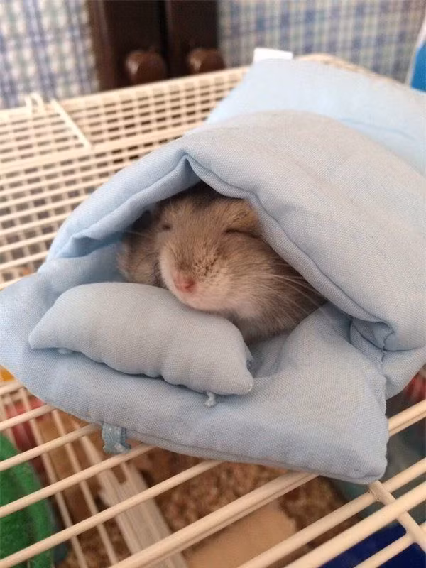 Thời gian ngủ của chuột Hamster còn tùy thuộc vào thể trạng sức khỏe cũng như môi trường xung quanh. Chuột Hamster cần ngủ đủ giấc để đảm bảo duy trì sức khỏe tốt.