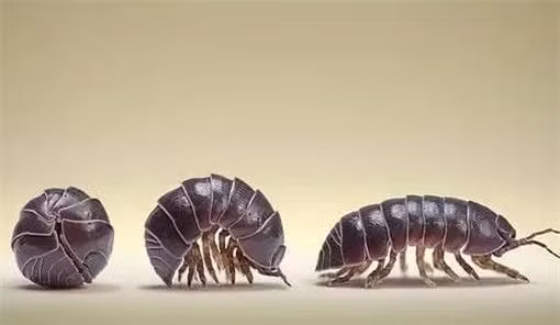 Khi nhấc một hòn đá trong bóng râm lên, bạn sẽ thấy dưới đáy hòn đá có đầy những con bọ nhỏ này. Khi mới phát hiện ra nó sẽ bỏ chạy, nhưng khi muốn bắt thì bạn sẽ phải chạm vào, nó sẽ co lại thành một quả bóng nhỏ và giả vờ chết.